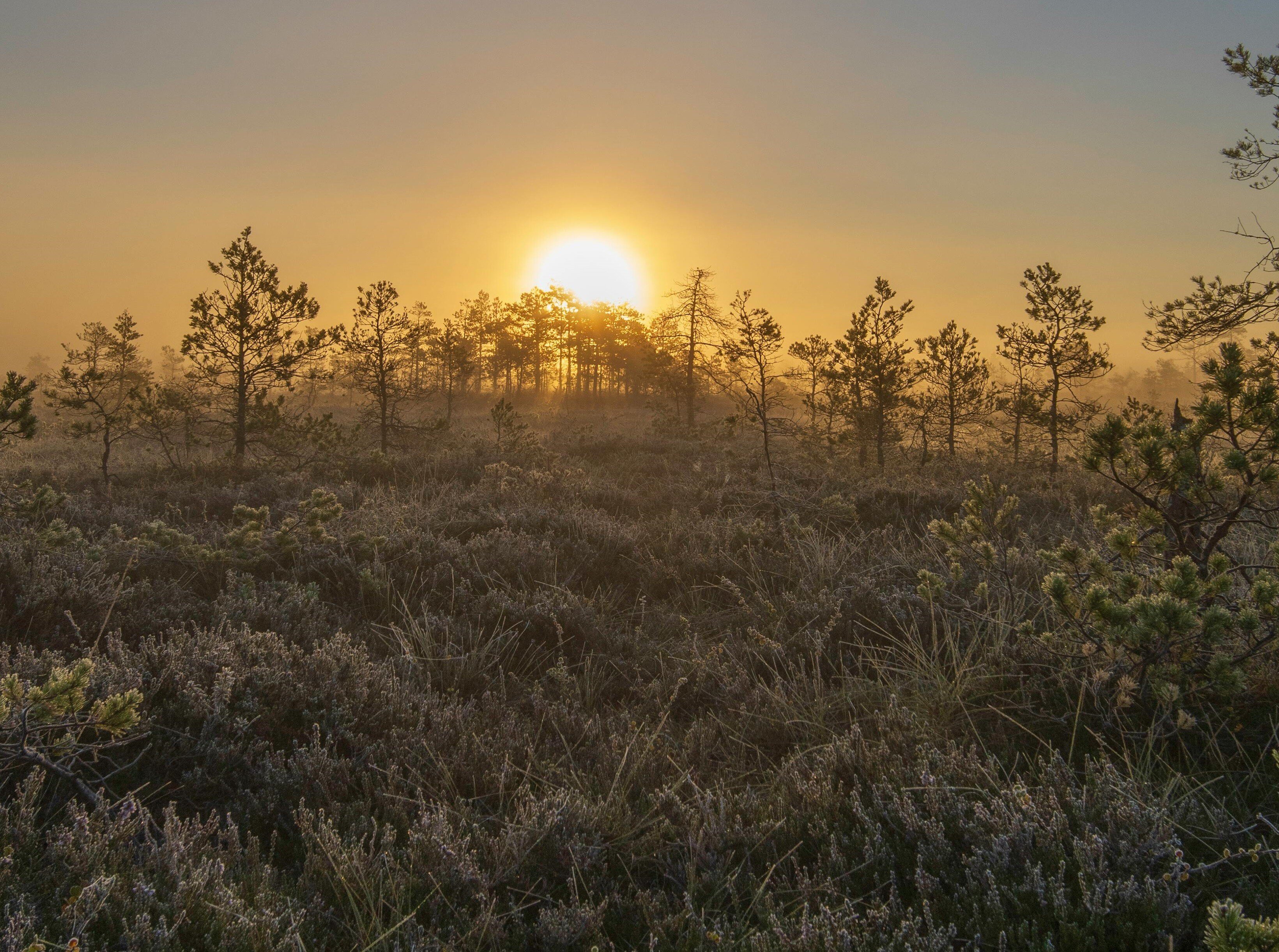 skog regelefterlevnad